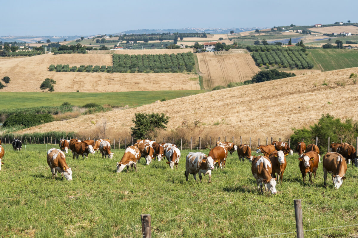 Le mucche al pascolo della fattoria Di Vaira