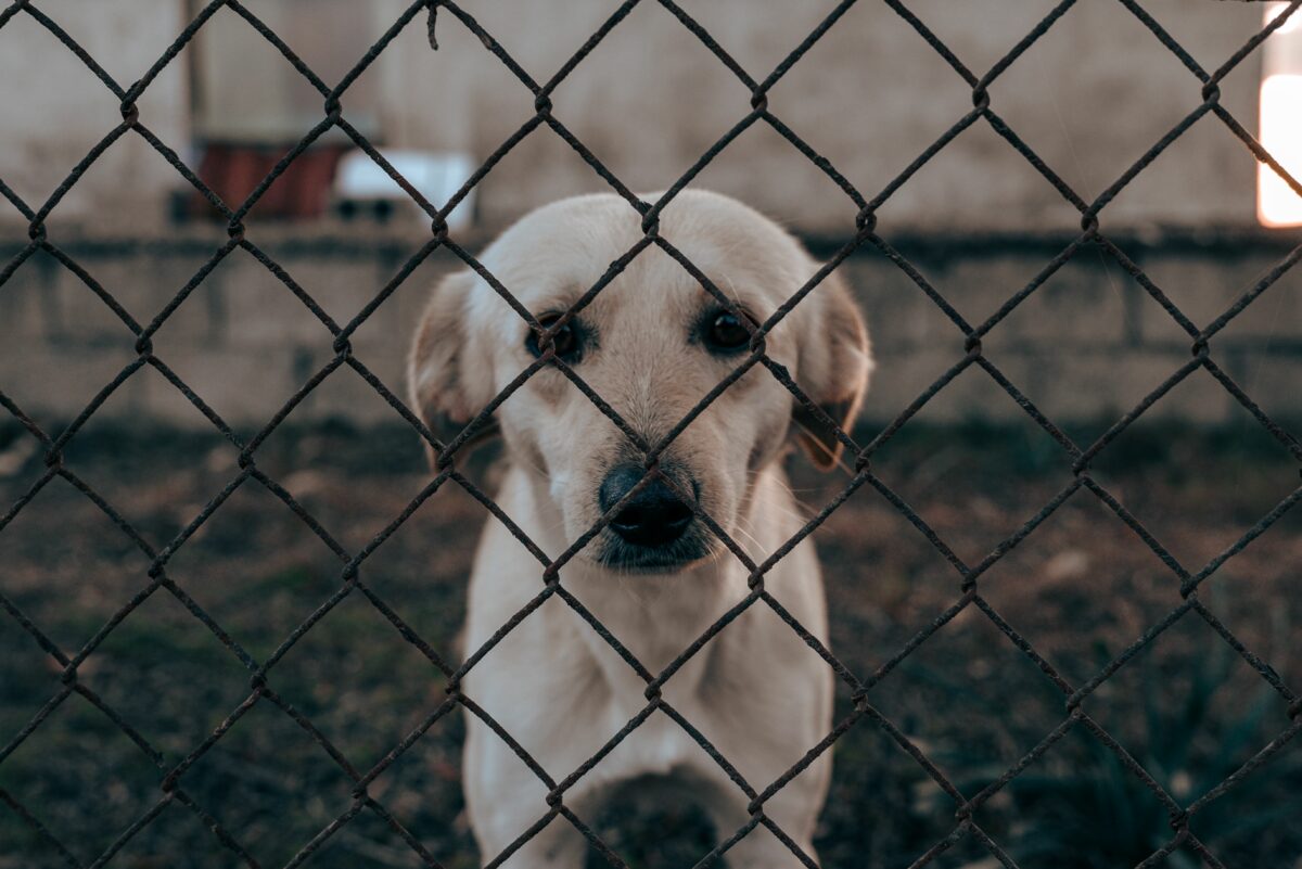 Reati su animali: 15 indagati al giorno. Il rapporto “Zoomafie 2026”