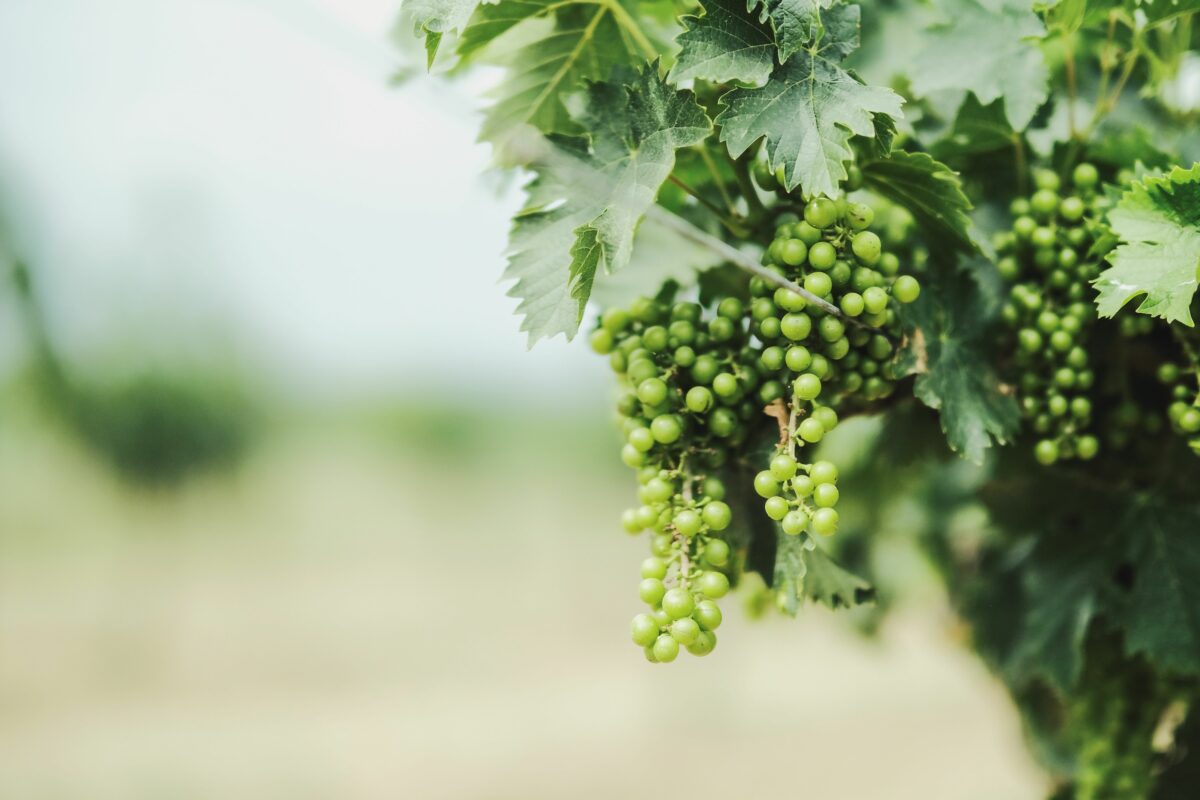 ARI:&nbsp;&laquo;Un altro vino &egrave; possibile, la vigna agroecologica &egrave; la strada&raquo;