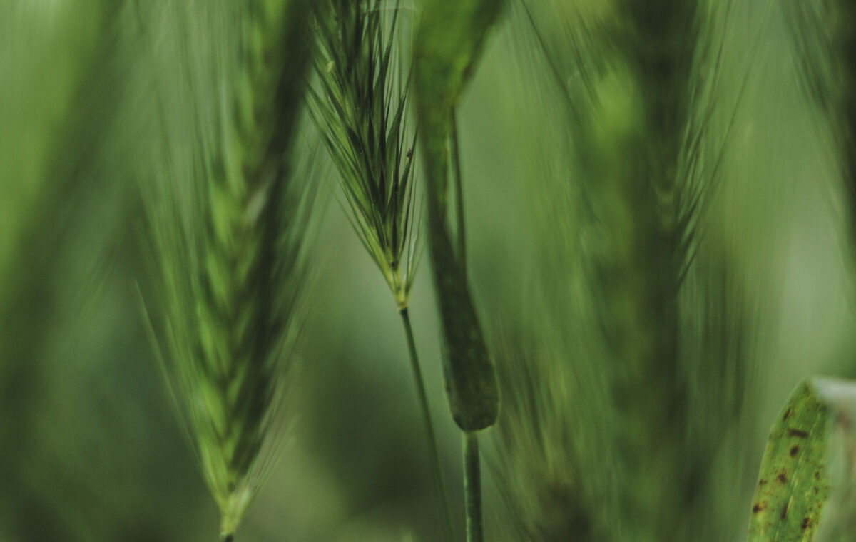 L&rsquo;agroecologia ferma il consumo di suolo e difende la campagna