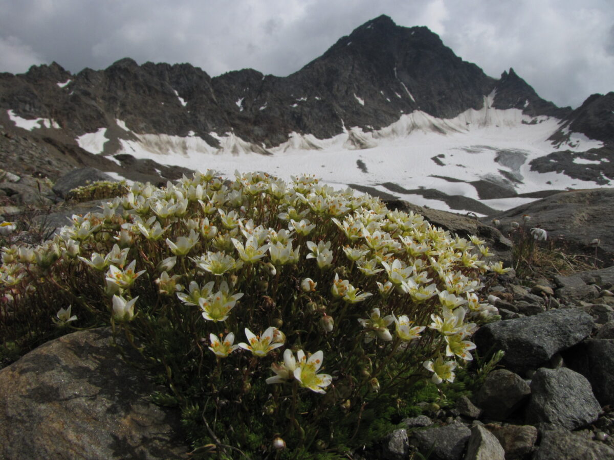 I ghiacciai di pietra rifugio per la biodiversit&agrave;