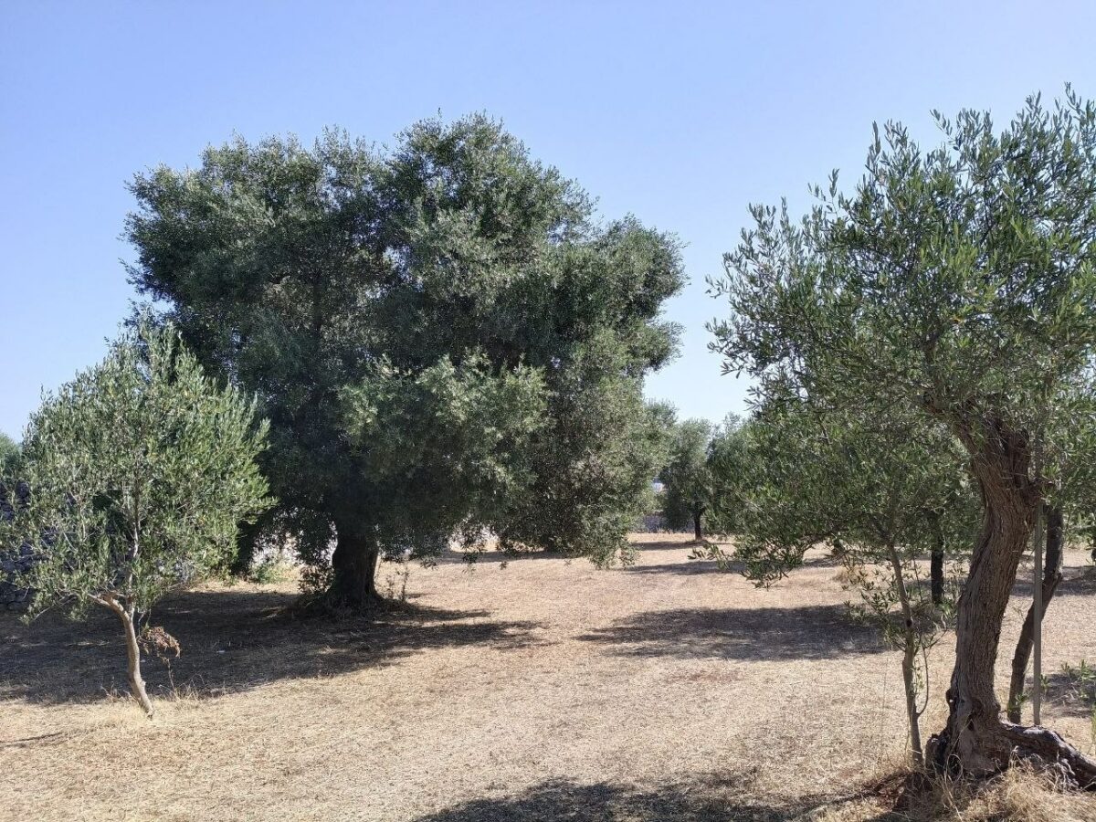 I comitati: &laquo;Xylella, basta devastare la Puglia&raquo;