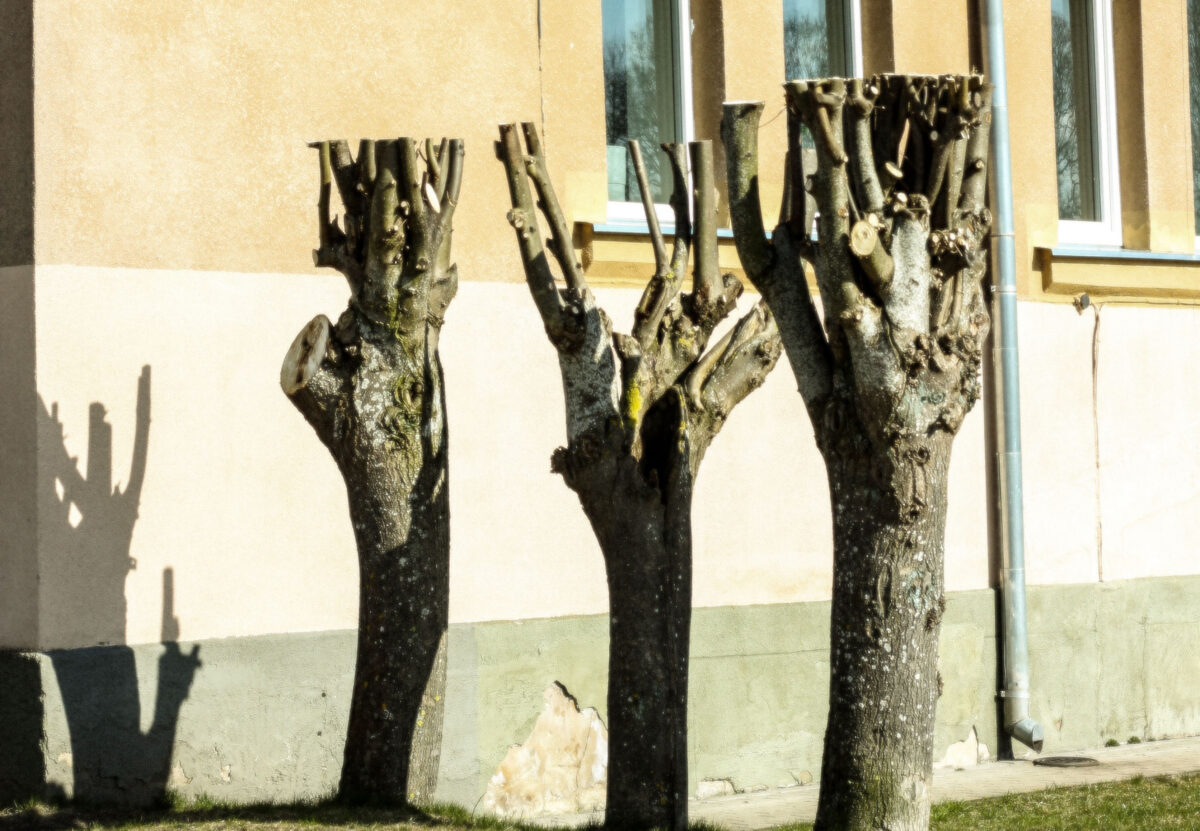 Petizione: &laquo;Alberi, stop capitozzature e istituzione del Garante del Verde&raquo;