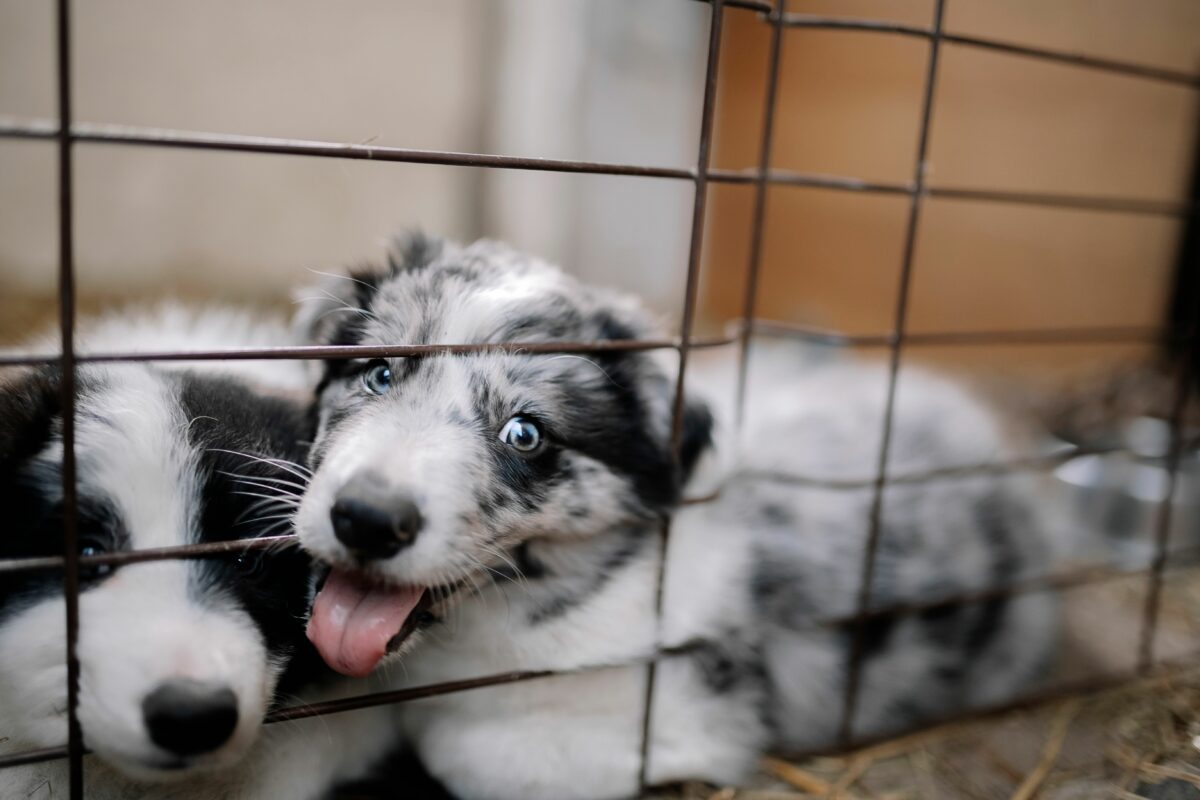 In Italia 14.000 cani attendono invano l’adozione