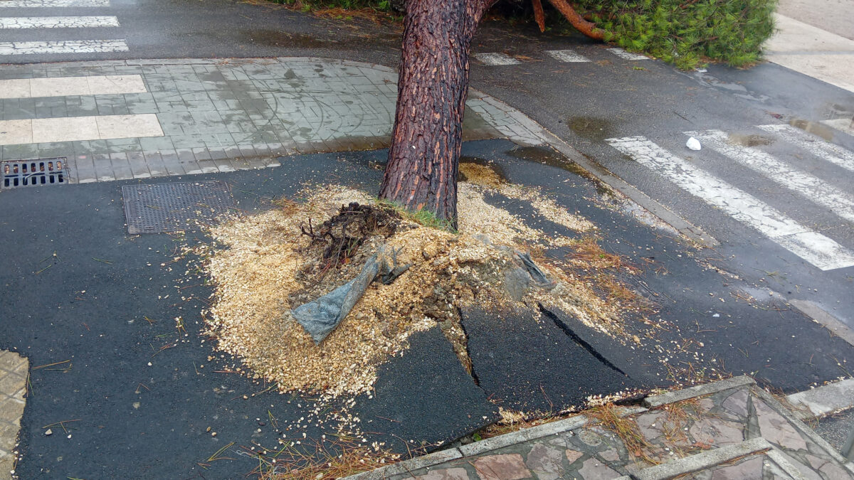 I comitati di Ravenna: &laquo;No a un futuro senza alberi&raquo;