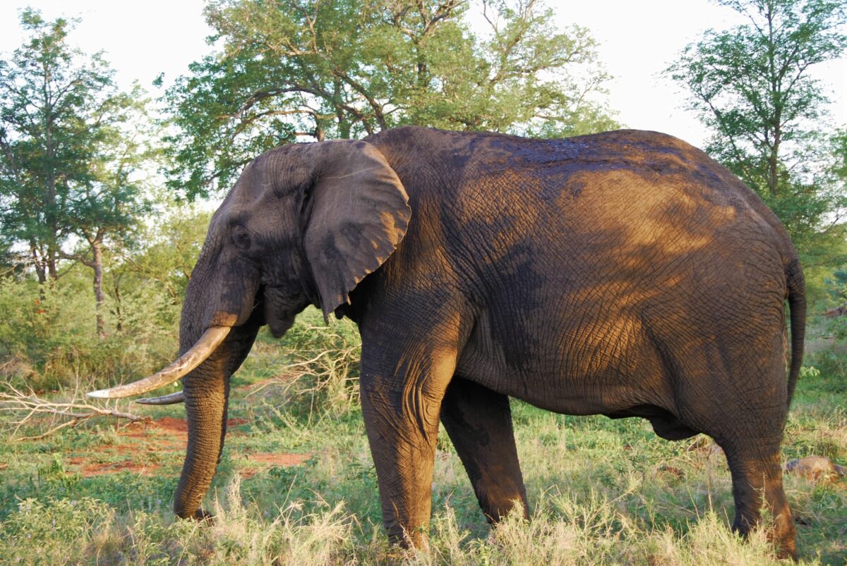 WWF: &laquo;Elefante africano, in un secolo persi il 90% degli esemplari&raquo;