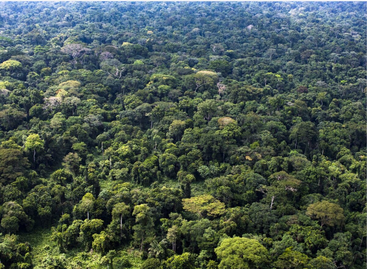 Greenpeace: &laquo;Congo, corridoio ecologico minacciato da estrazioni petrolio e minerali&raquo;