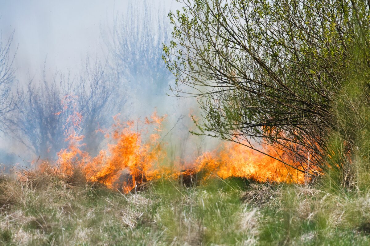WWF: &laquo;Un’estate di fuoco, che rischia di essere la nuova normalit&agrave;&raquo;
