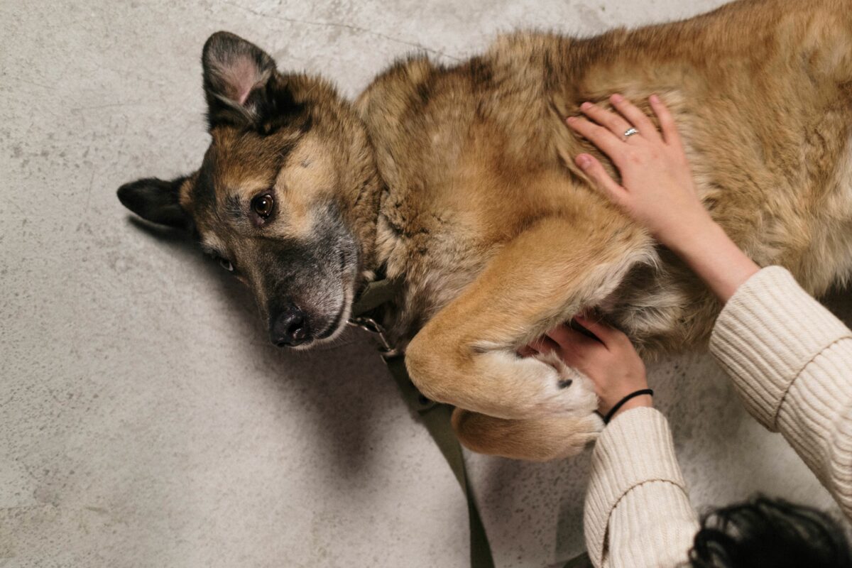 Massaggi per cani felici (il tuo cane ringrazia)