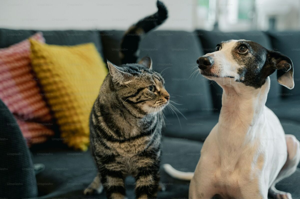 Cani e gatti: denti e alito perfetti