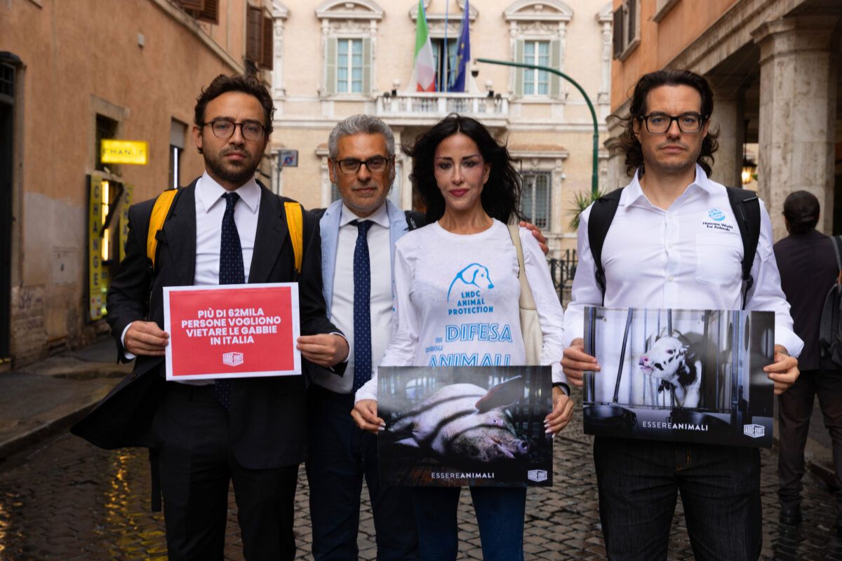 No alle gabbie negli allevamenti: depositate 62.000 firme