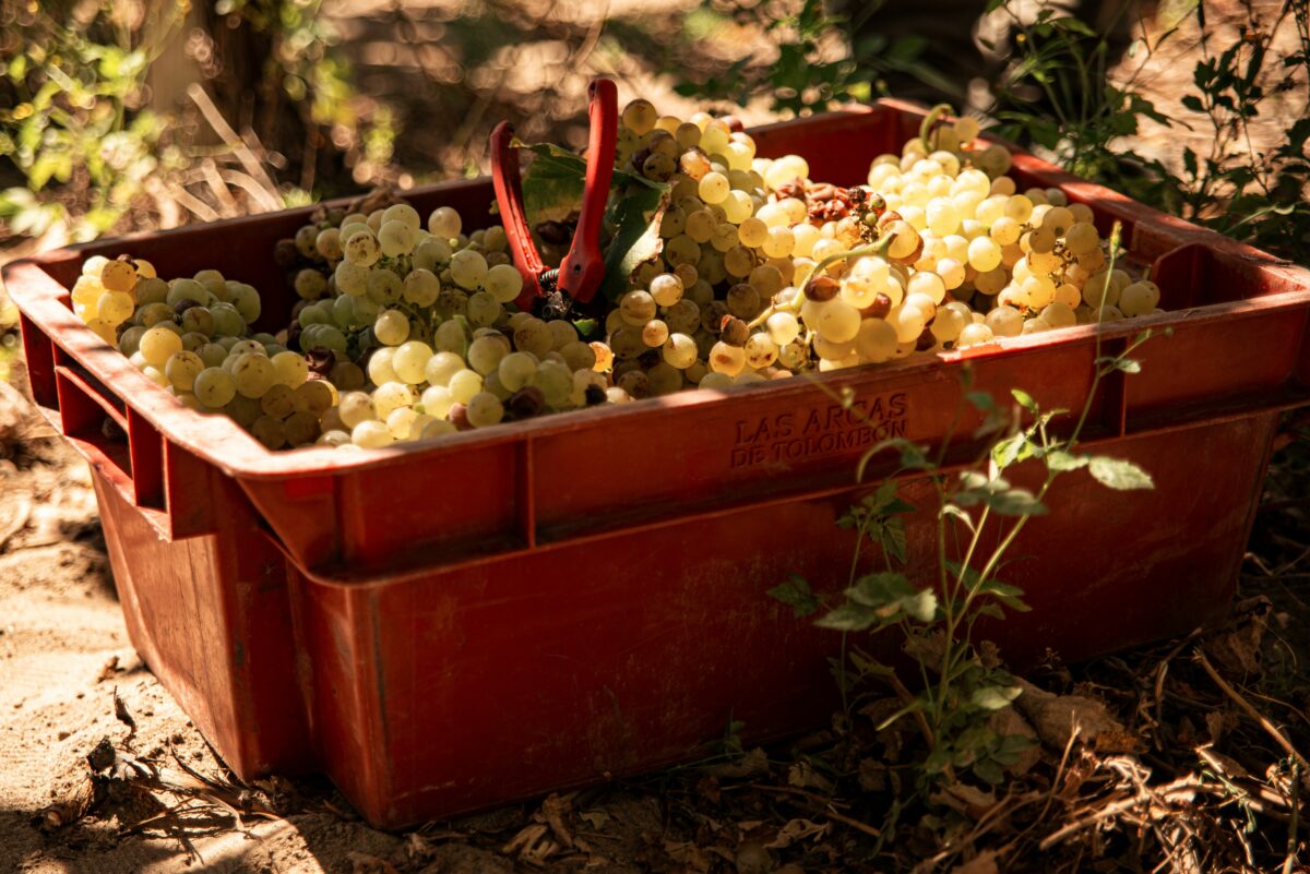 Vendemmia 2026, la pi&ugrave; precoce di sempre