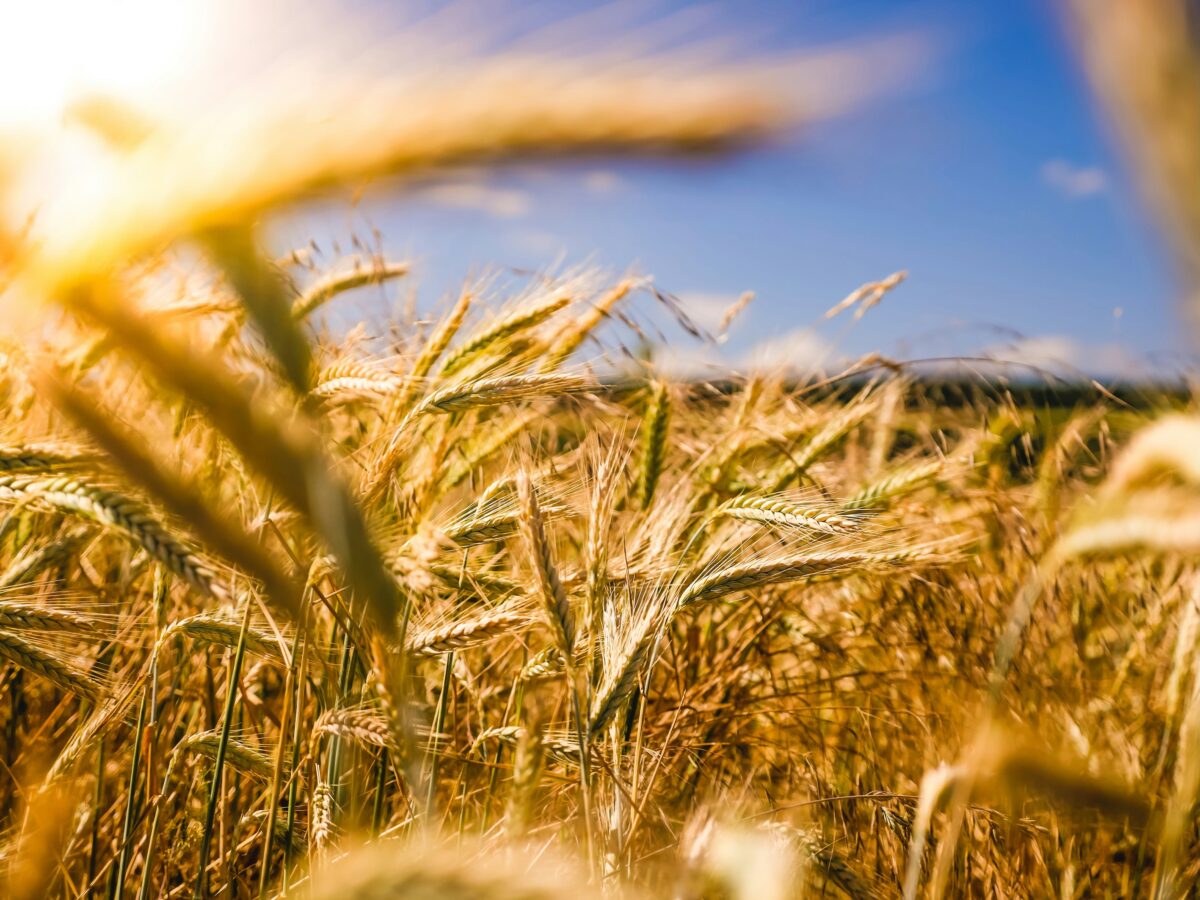 Dalla Sicilia la voce dell&rsquo;agroecologia contadina che resiste alla globalizzazione