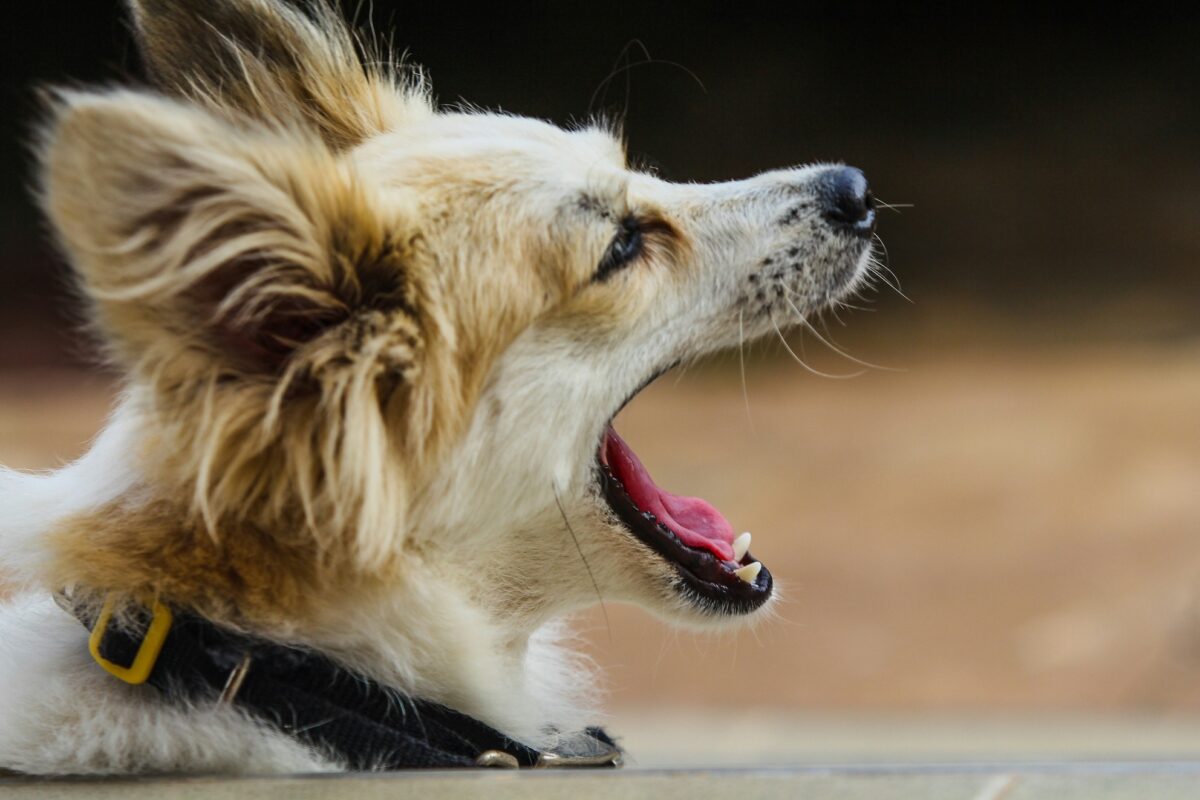 Sciroppo per cani contro la tosse