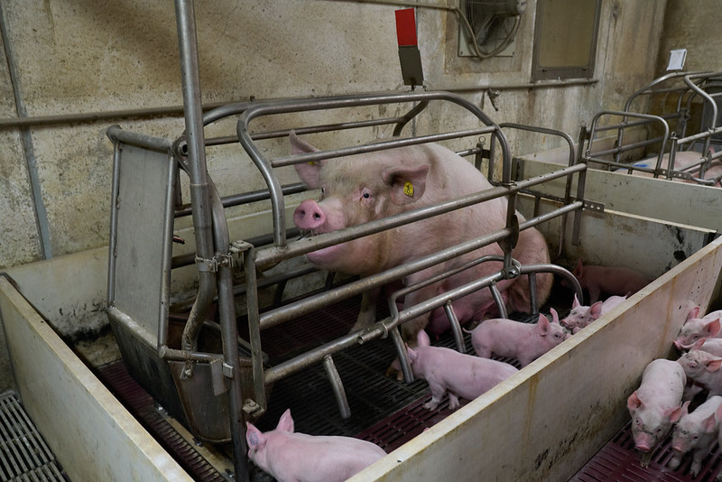 Quaranta milioni di animali in gabbia
