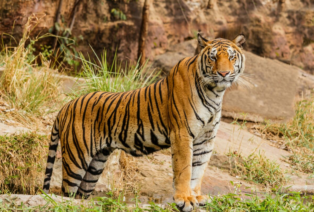 WWF: &laquo;In 50 anni le specie selvatiche ridotte del 73%&raquo;